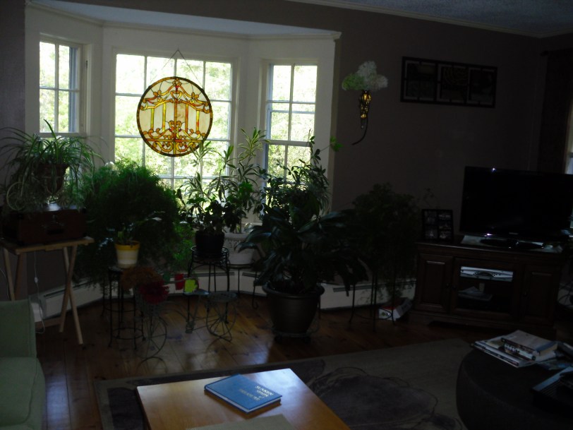 My beautiful plants and special place